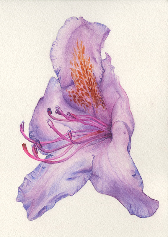 Aquarellzeichnung einer violettfarbenen Rhododendron-Blüte.